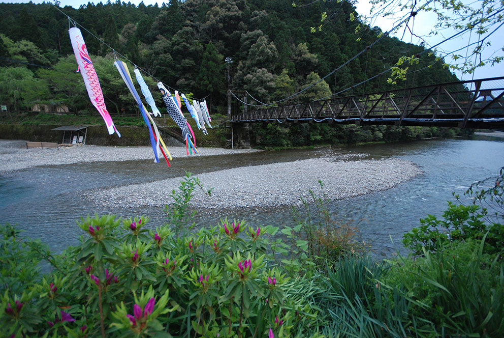 【川湯溫泉大塔川景致】 橫跨川湯溫泉大塔川的吊橋與懸掛於河面隨風飄揚的彩繪鯉魚旗風光。